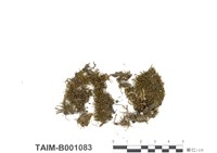 藏品(短枝摺苔)的圖片